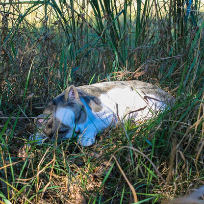 Dekofigur Hauskatze "Murli" Stubentiger Katze Tierdeko Dekoration - Premium Dekoration