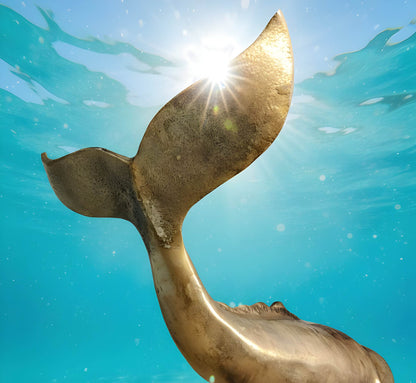 Pottwal Figur Wal Deko in Gold als hochwertige maritime Deko für Wohnzimmer & Büro